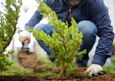 Planter des arbustes: instructions et astuces