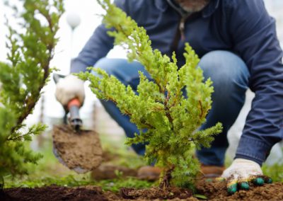 Planter des arbustes : instructions et astuces