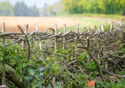 Installer et végétaliser correctement une haie de Benjes