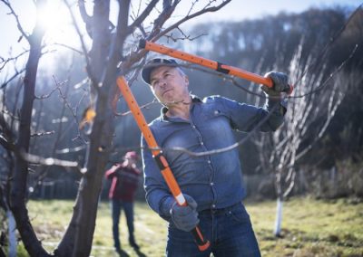 Taille des arbres – la période, les techniques et les bons outils