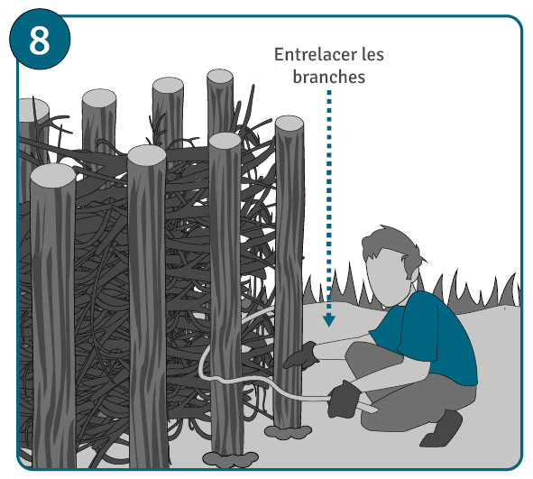 Etape 8 : entrelacer les branches pour améliorer la stabilité de la haie de Benjes
