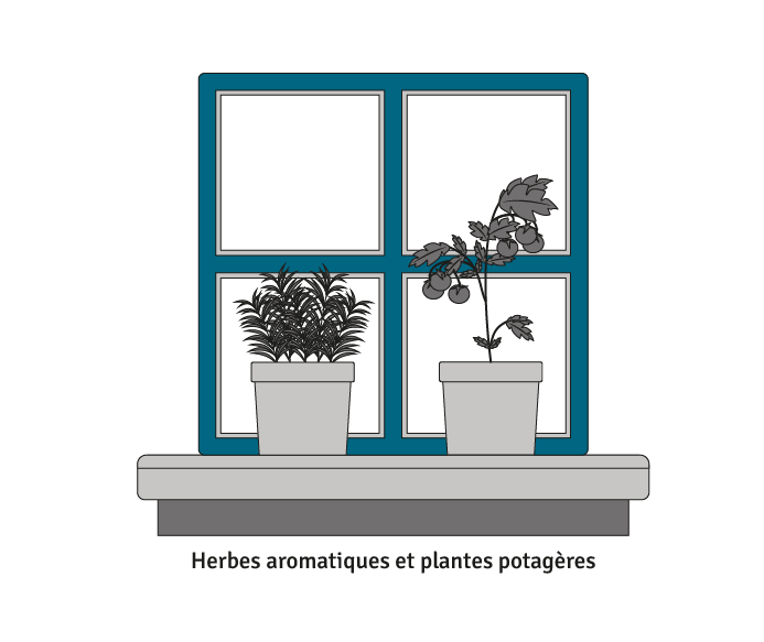 Représentation graphique d'une fenêtre vue de l'extérieur avec des pots de plantes et de fines herbes sur le rebord.